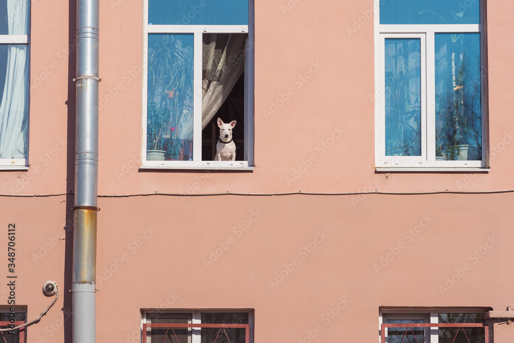 Dog watches out of an open window of a multistory building during the coronavirus epidemic in St. Petersburg, Russia. The lockdown may be stressful for pets too.