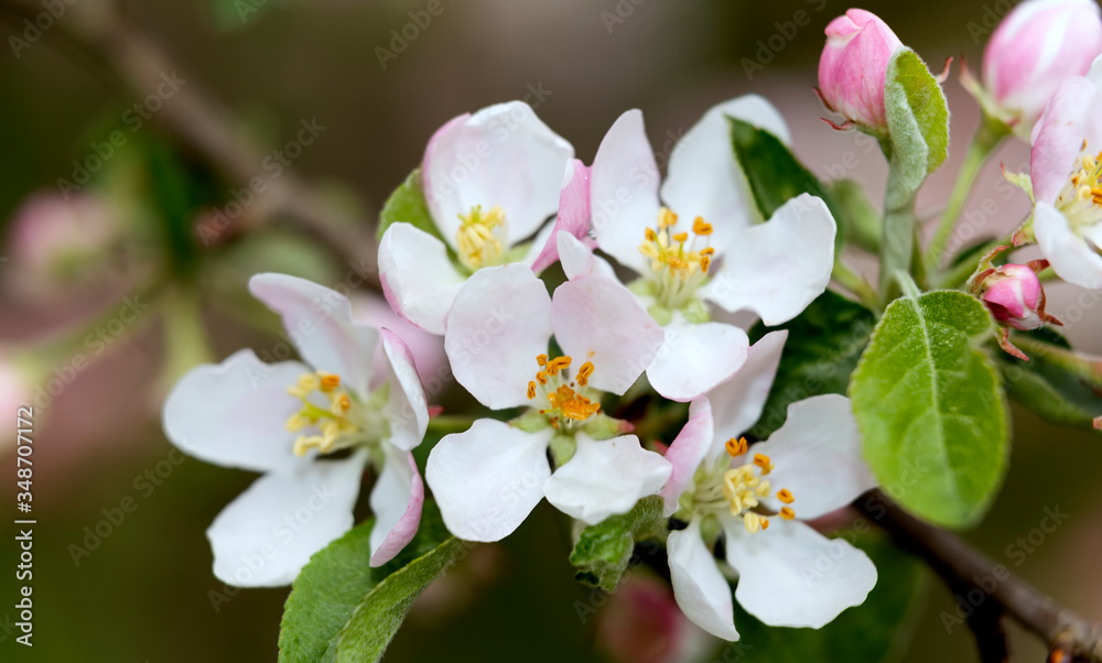 Obraz premium Spring flowers apple tree flowers, on blurred background