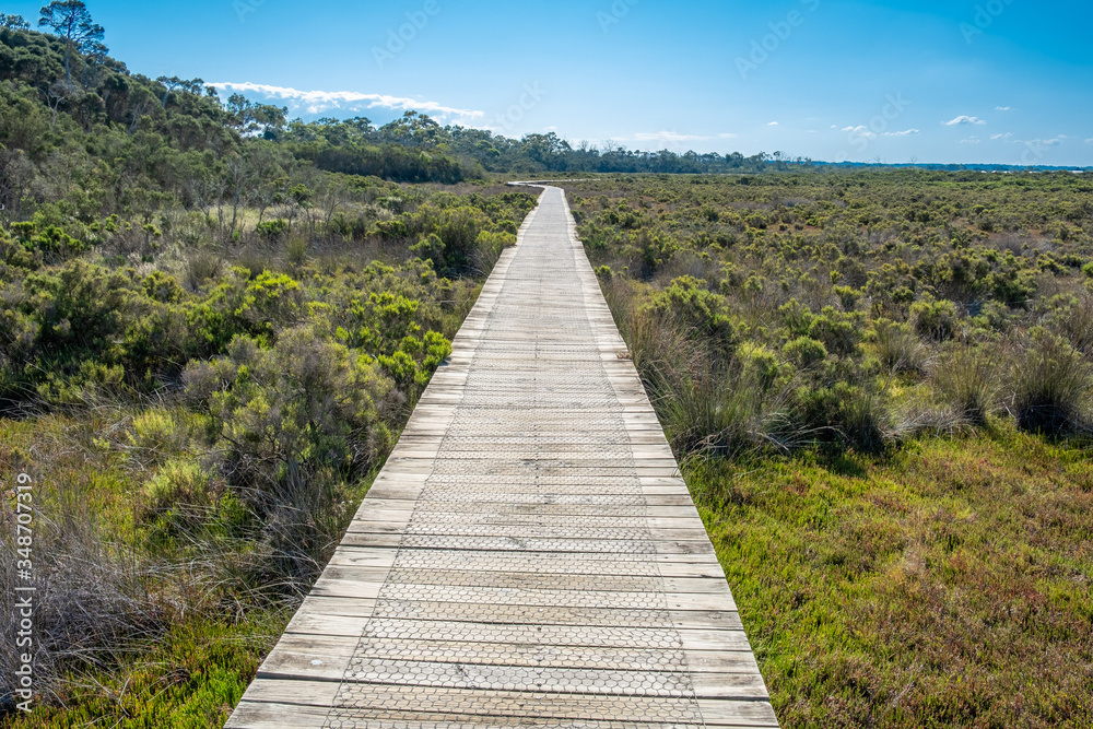Boardwalk passing through native Australian coastal swamp landscape on bright summer day