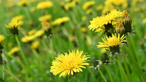 Close up footage of a dandelion field photo