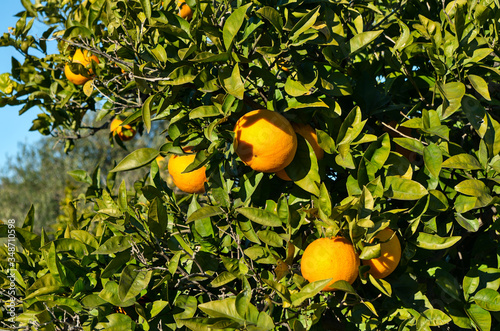 Oranges on trees for harvesting in Algarve, Portugal