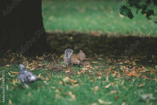 Squirrel sitting under a tree eating candy.