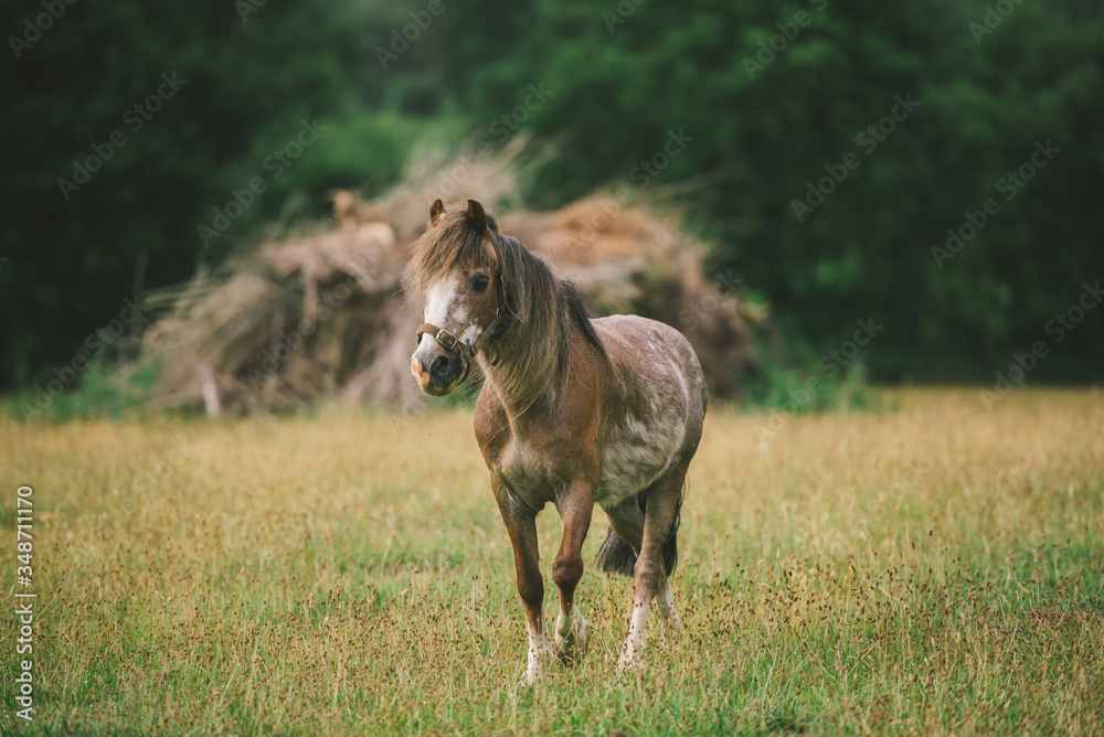 Obraz premium Horses running on the lawn