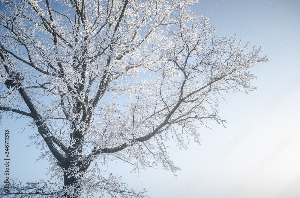 Oak tree with frost covered branches in winter Oak tree with frost covered branches in winter