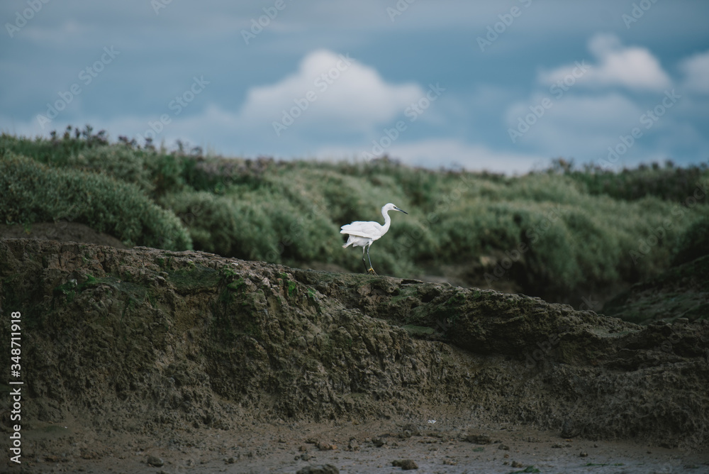 Fototapeta premium Egret by the river