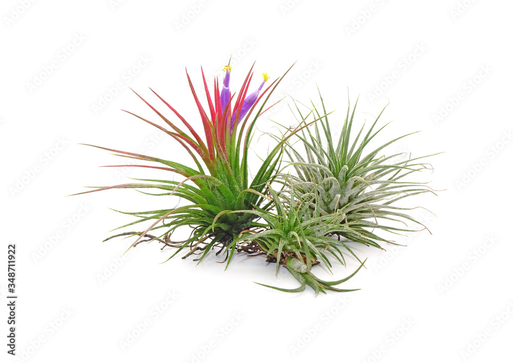 Tillandsia with flowers isolated on white background.Tillandsia are careless and low maintenance ornamental plants that required no soil, only plenty of water, sunlight and good airflow. 