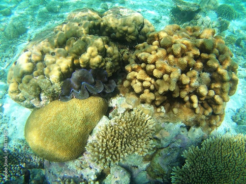 Photo High Angle View Of Coral Growing In Sea
