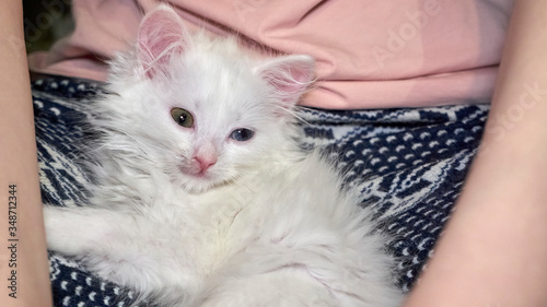 Obraz na płótnie kitten Turkish angora