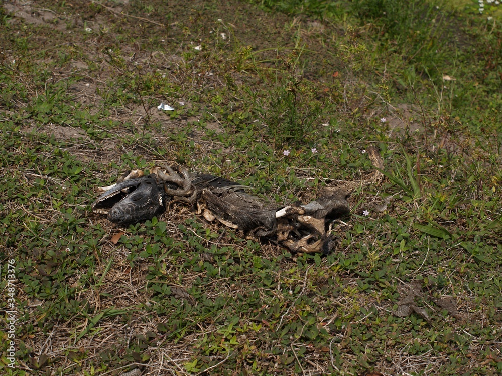 lizard carcass in the grass lizard carcass in the grass