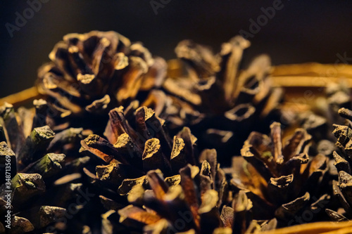 many lots of pine cones macro photo color