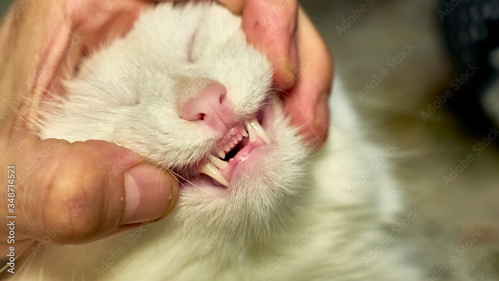white cat shows teeth close up macro photo color white cat shows teeth close up macro photo color