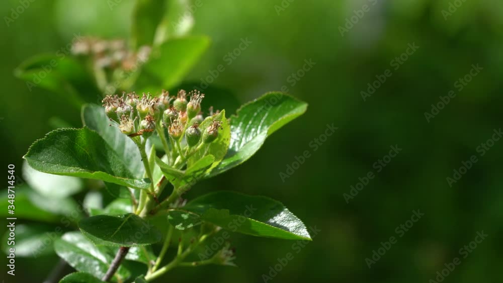 Unripe green Aronia fruits on branch (Melanocarpa) - (4K) Unripe green Aronia fruits on branch (Melanocarpa) - (4K)