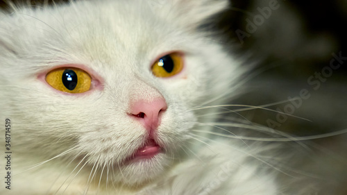 Turkish Angora with yellow eyes close up color