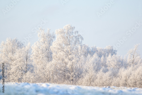 Snow covered trees with white sky and frost around