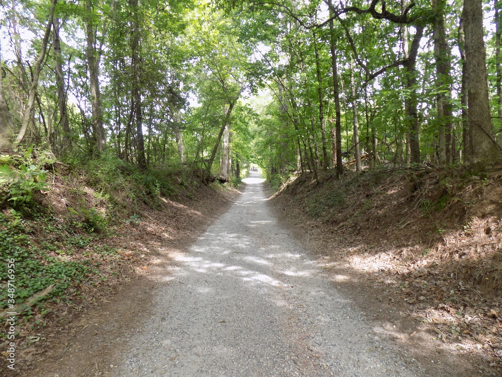 Fototapeta premium road in the woods