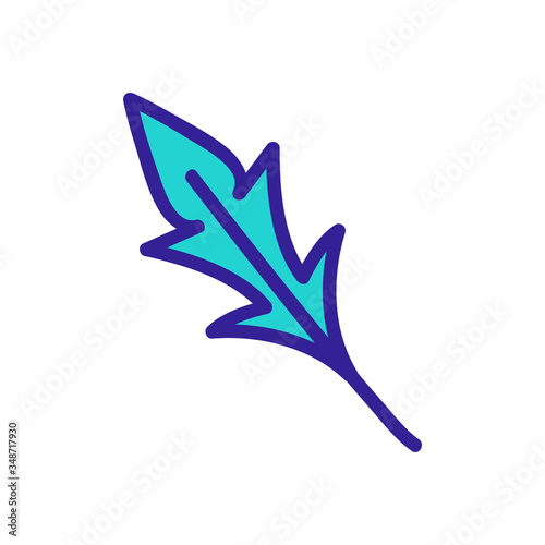 variety of arugula leaf icon vector. variety of arugula leaf sign. color symbol illustration