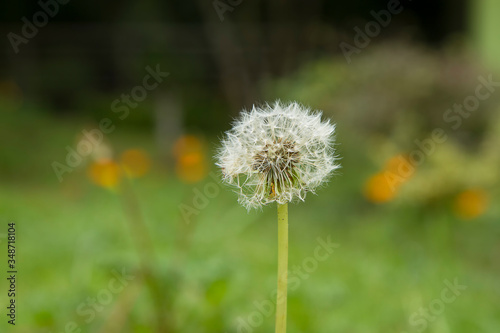 dandelion on green grass