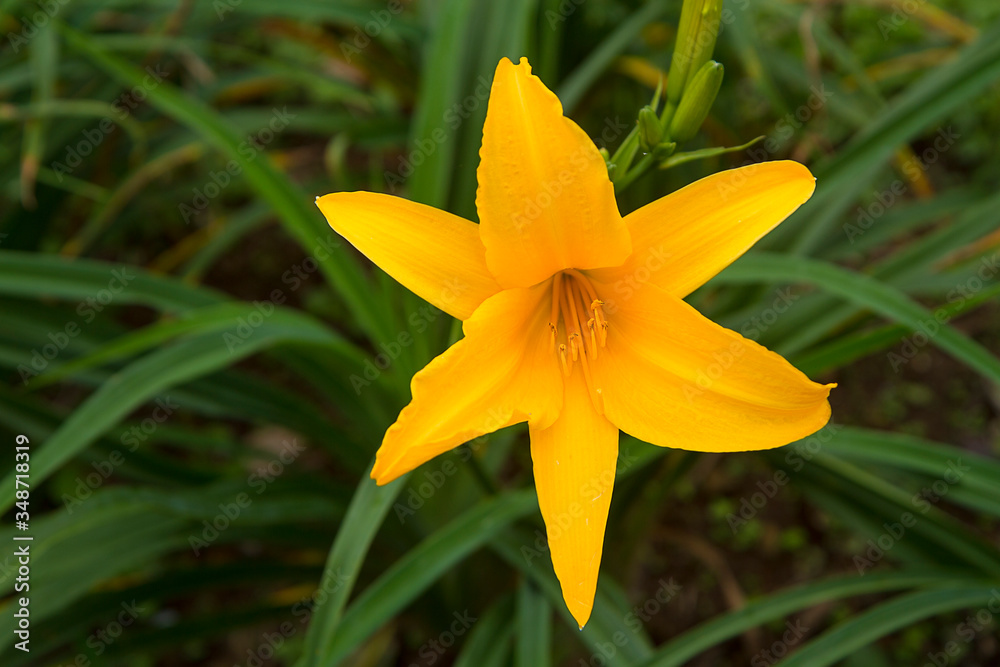 lemon daylily, lemon lily, yellow daylily. Hemerocallis lilioasphodelus or Hemerocallis flava, lemon daylily, lemon lily, yellow daylily. Hemerocallis lilioasphodelus or Hemerocallis flava,