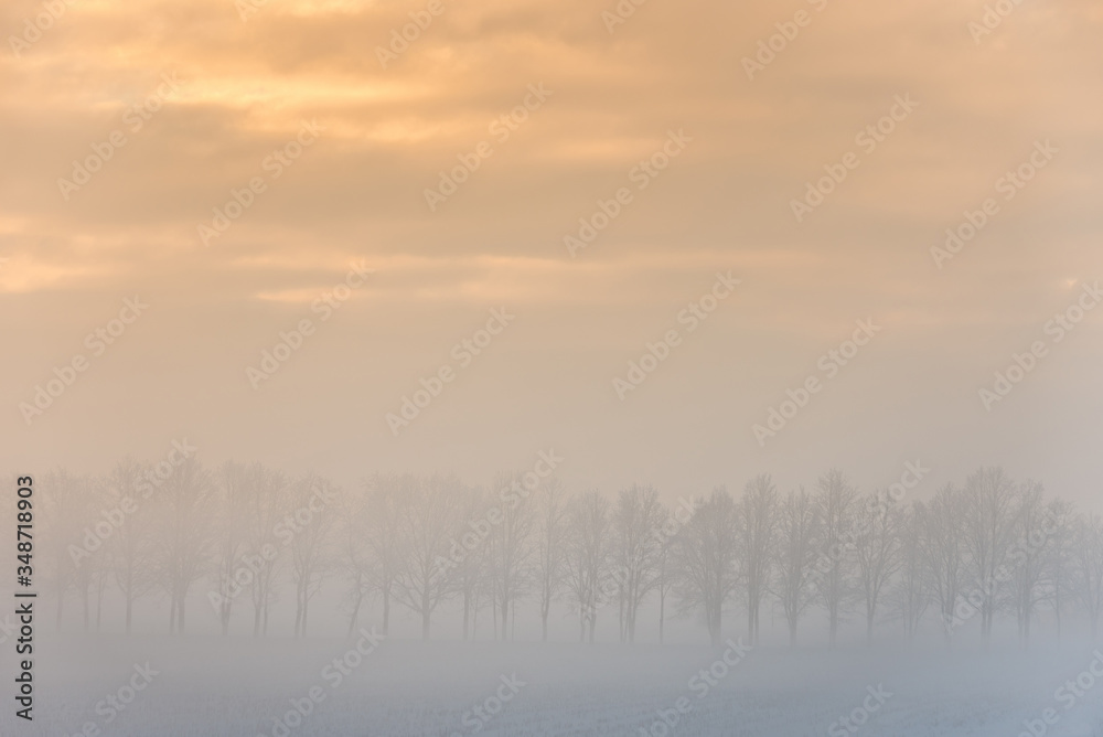 Fog over field with trees and bushes in morning Fog over field with trees and bushes in morning