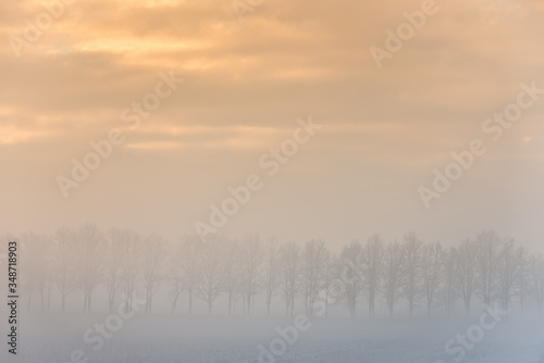 Fog over field with trees and bushes in morning