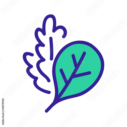 arugula leaves plants icon vector. arugula leaves plants sign. color symbol illustration
