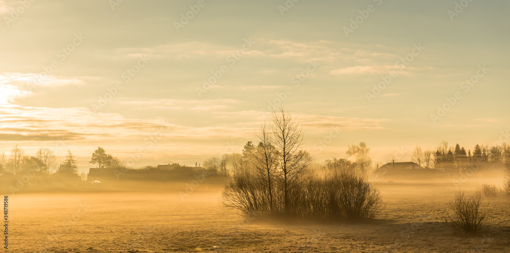 Fog over field with trees and bushes in morning