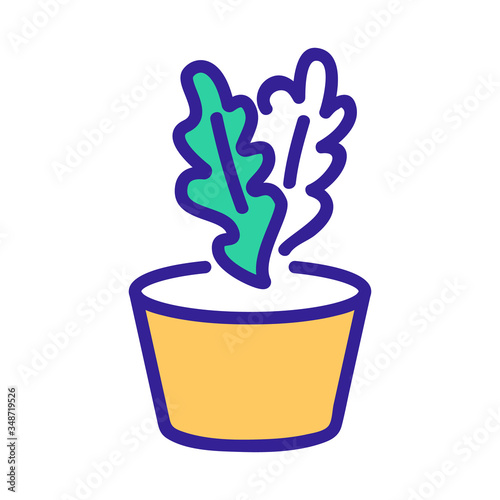 arugula in pot icon vector. arugula in pot sign. color symbol illustration