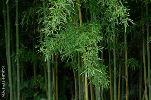 Fototapeta Naklejka Na Ścianę i Meble -  Background of Bamboo Plants