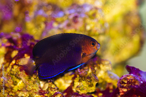 Pygmy Yellowtail Angelfish - (Centropyge flavicauda) photo