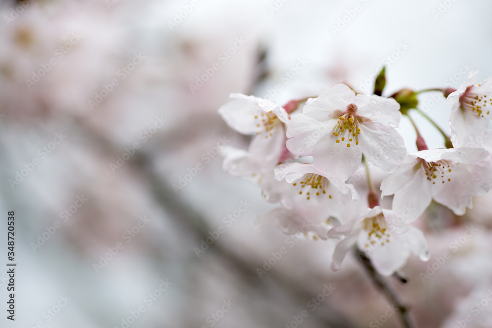 水滴のついたソメイヨシノの花のアップ