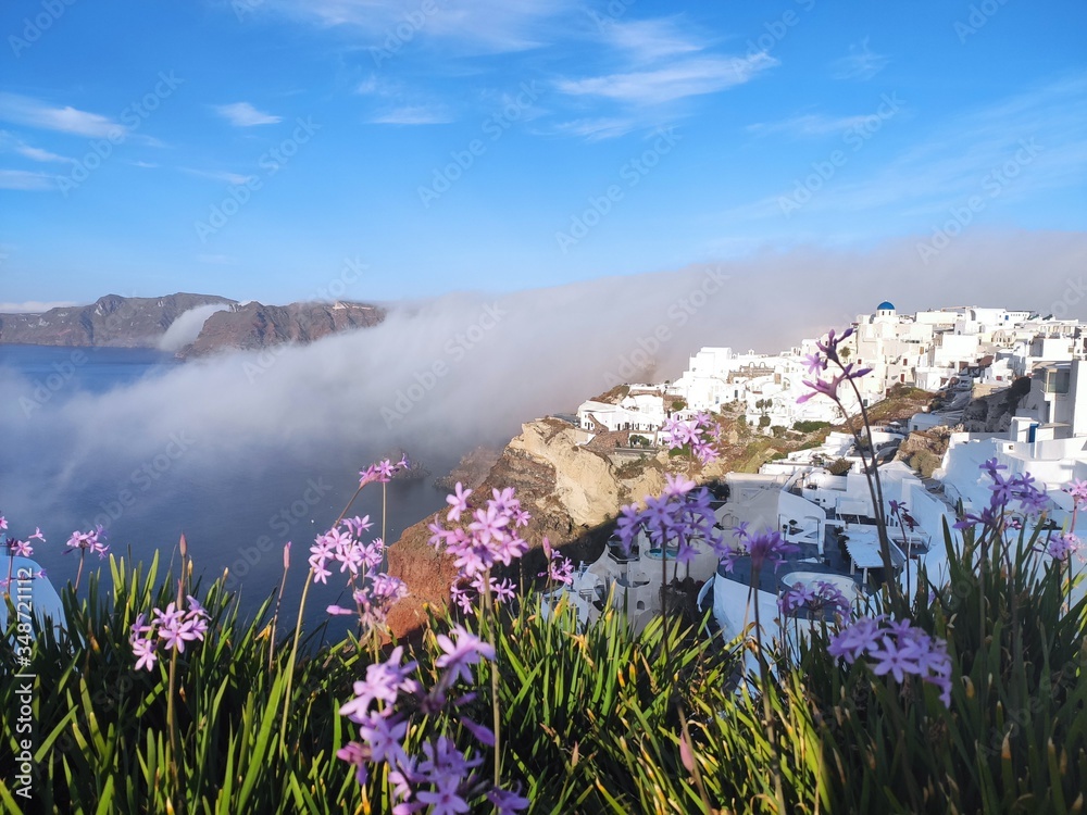 Obraz premium flowers in the mountains