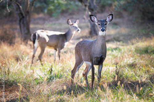 A pair of female deer in a meadow in Wyomissing Park, PA