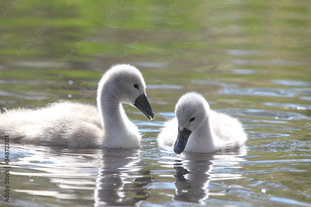Swan Cygnet stock photo Swan Cygnet stock photo