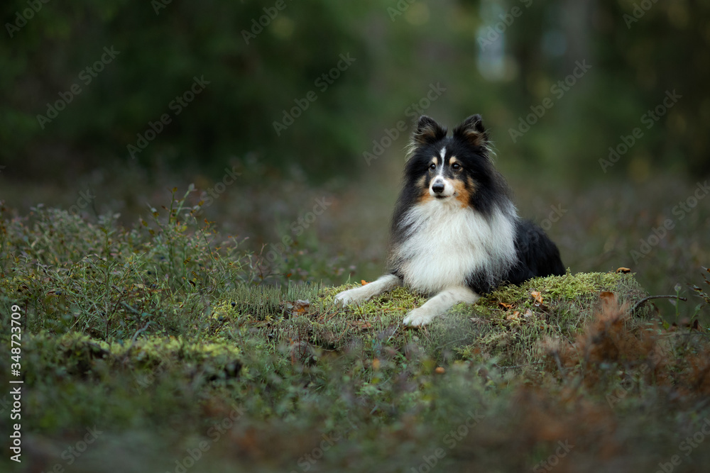 dog in the forest. Pet on the nature.