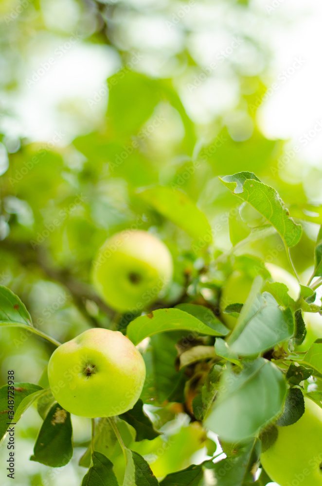 Green apples in a branch full of leaves