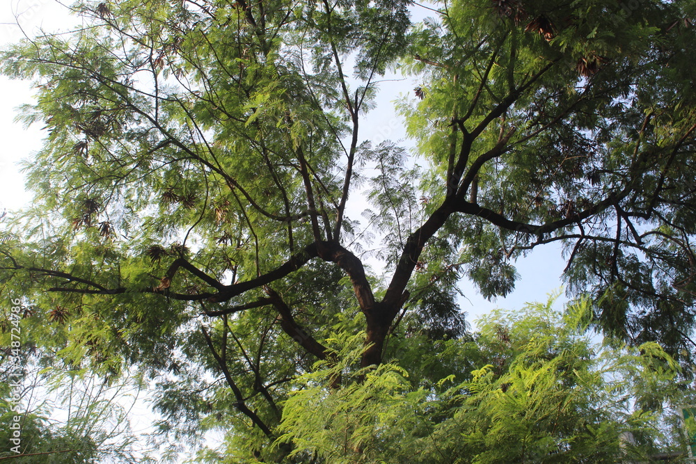 Fototapeta premium Trees and parks on the side of the road in the city of Jakarta. Conditions are quiet due to the corona virus pandemic.