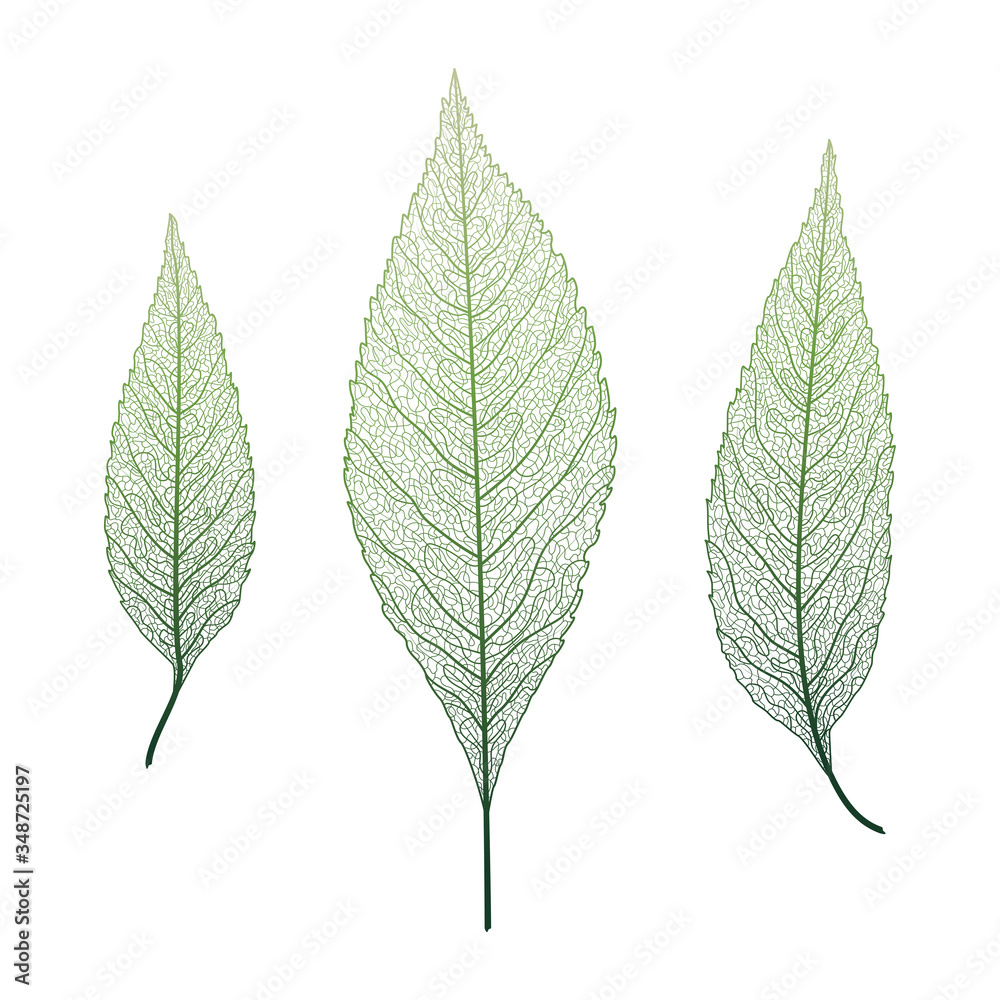 Fototapeta premium Set leaves of green on white. Leaf veins. Vector illustration. EPS 10.