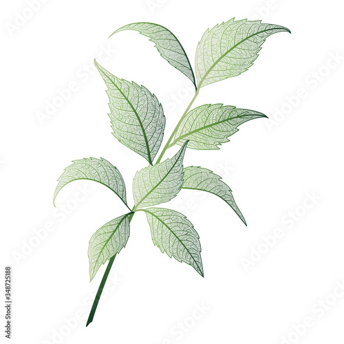 Branch with leaves . Leaf veins.  Vector illustration.
