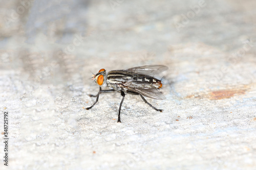 Close up The housefly insect is beautiful bug on cement floor at thailand