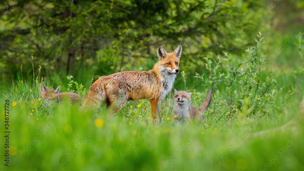 Little red fox, vulpes vulpes, cubs playing around their protective mother on green meadow with forest in background. Adorable animal family with copy space. Little red fox, vulpes vulpes, cubs playing around their protective mother on green meadow with forest in background. Adorable animal family with copy space.