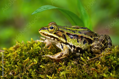 Konstfotografi Inconspicuous edible frog, pelophylax esculentus, hiding below a green leaf in summer