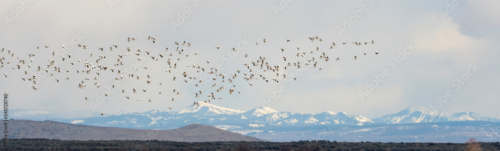 Snow Geese in flight against a blue sky at the Market Lake National Wildlife Management Area in Idaho in the Spring Snow Geese in flight against a blue sky at the Market Lake National Wildlife Management Area in Idaho in the Spring