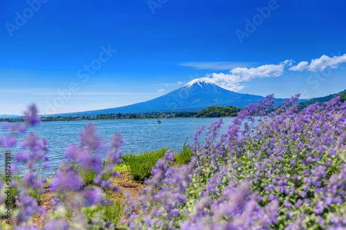 Fuji Mountain and Lavender Field at Kawaguchiko Lake, Japan
