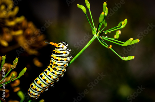 Swallowtail caterpillar with horns out