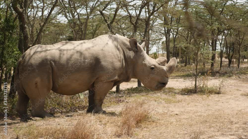 Northern White Rhino Sudan in a protection enclosure , last male standing Northern White Rhino Sudan in a protection enclosure , last male standing