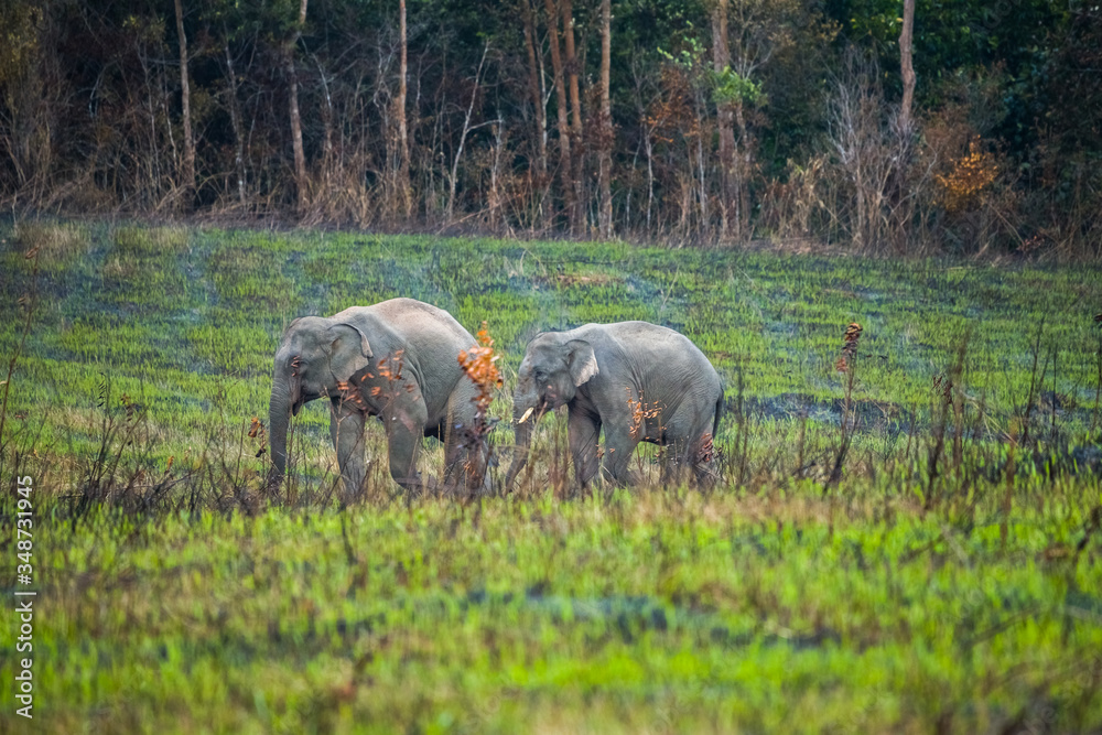 Fototapeta premium Family of asian elephants walking in the meadow