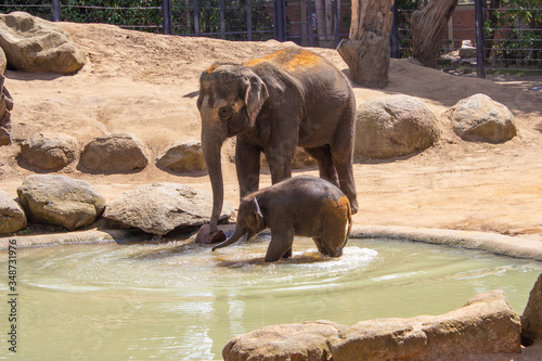 Photography Mother Elephant and baby playing with water at the Melbourne Zoo, Australia