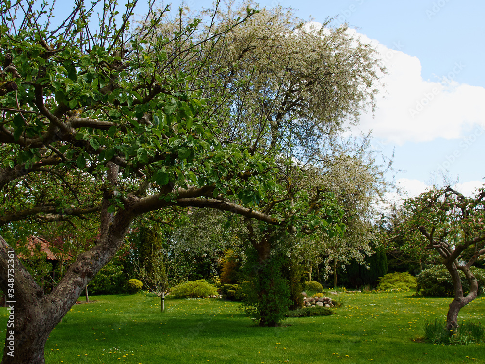 Fototapeta premium Beautiful home garden with trees and plants