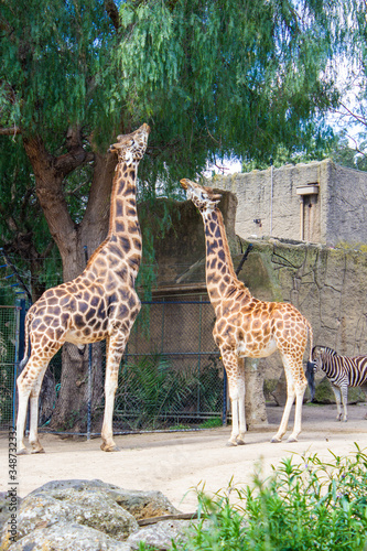 Giraffes eating leaves at the Melbourne Zoo  Australia