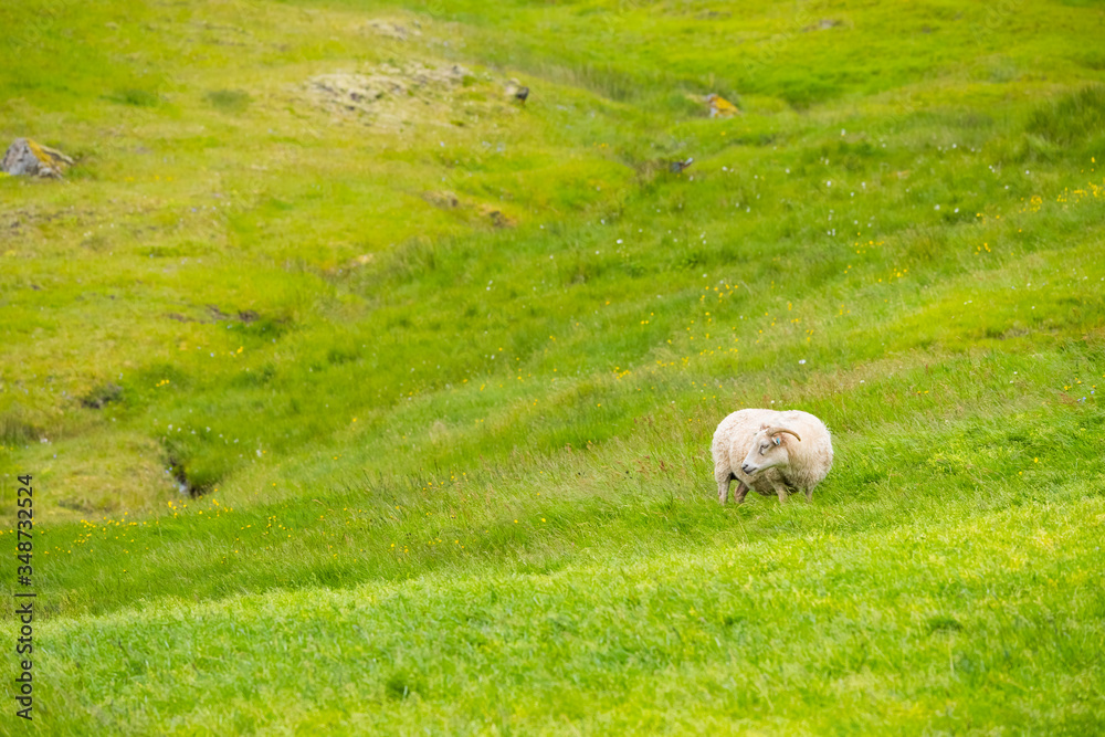 Picture of sheep on the grass , Iceland Picture of sheep on the grass , Iceland
